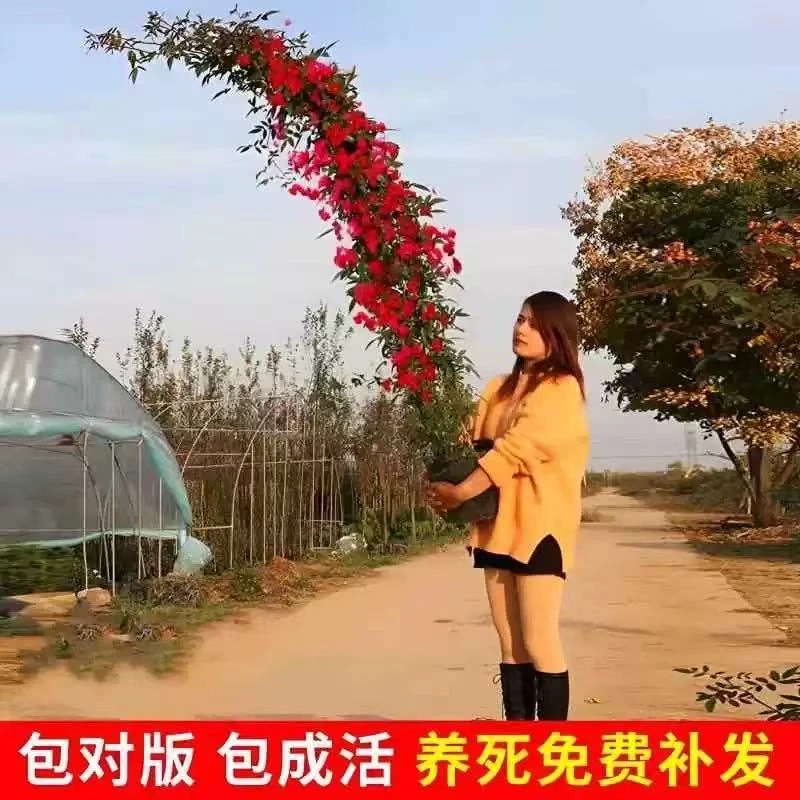 红木香树苗爬藤四季开花绿植物黄木香花大苗庭院耐旱蔷薇花卉盆栽