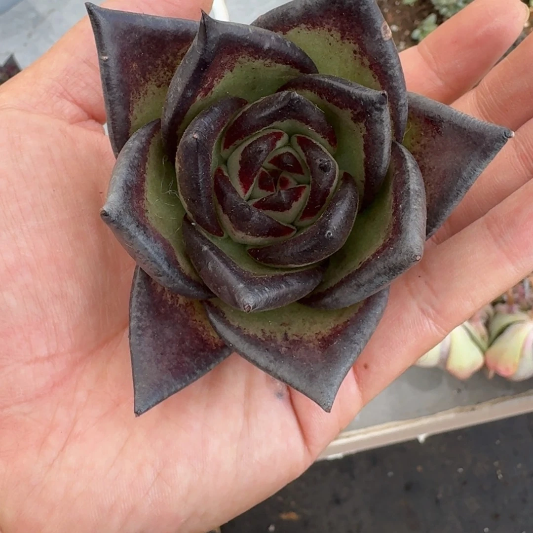 乌木 美宽 一物一拍