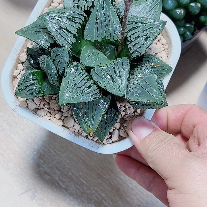 母本马丽丽女王新手好养的