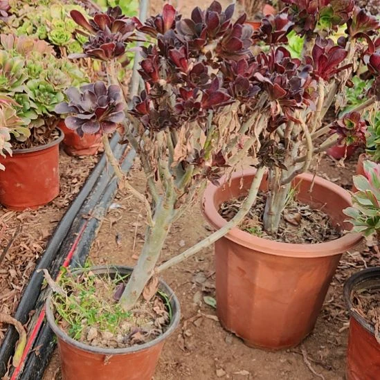 圆叶加急发货法师36