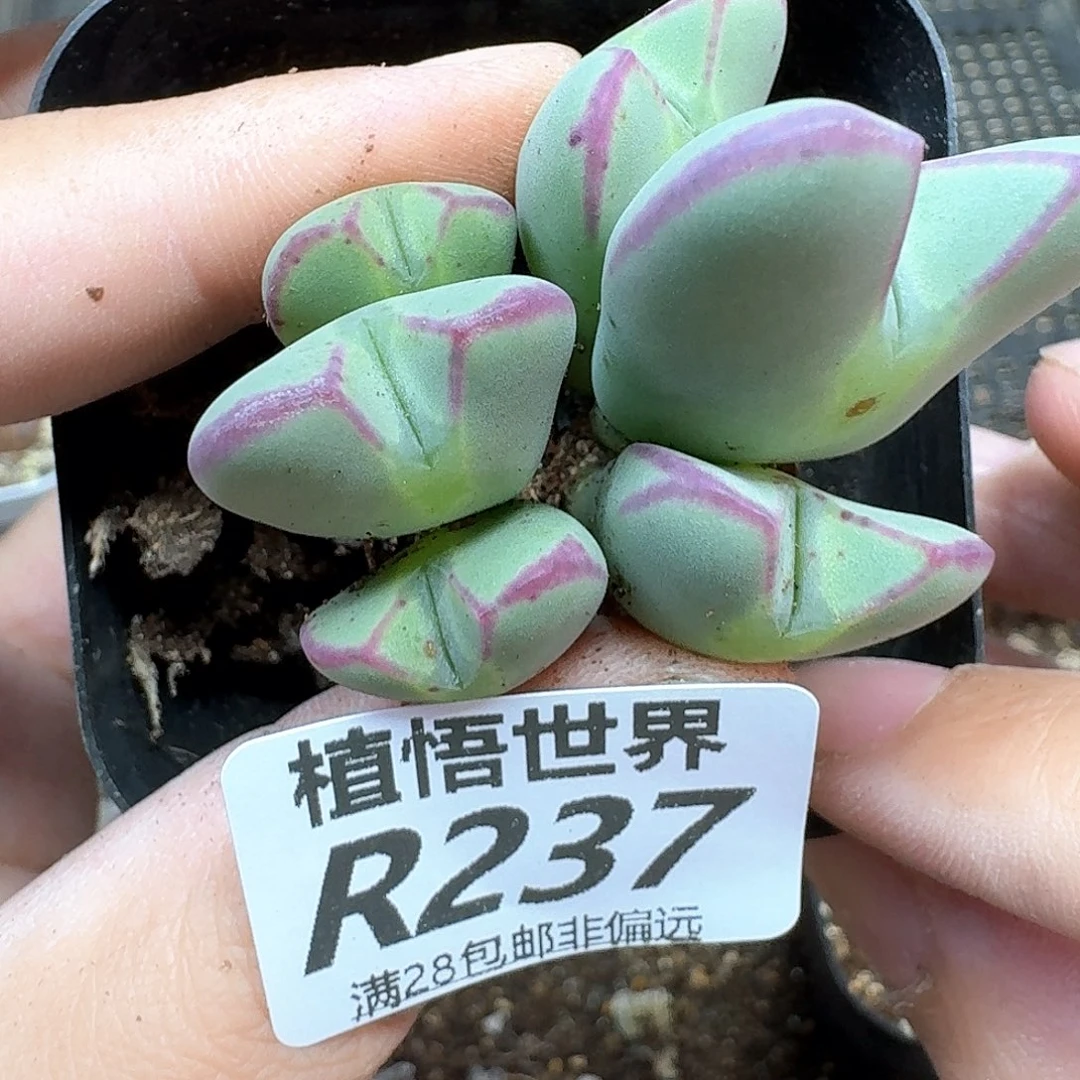 多肉植物的润泽地v