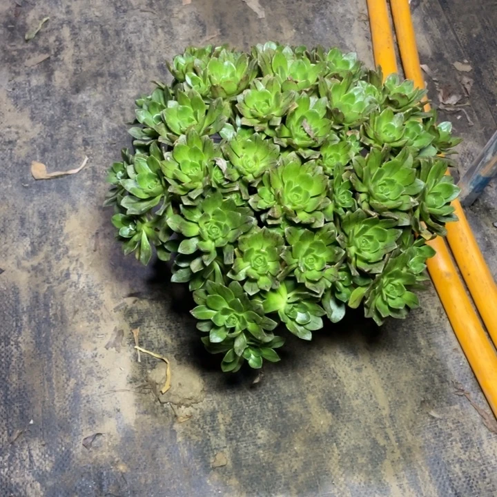 87绿茶多肉多肉植物多肉多肉