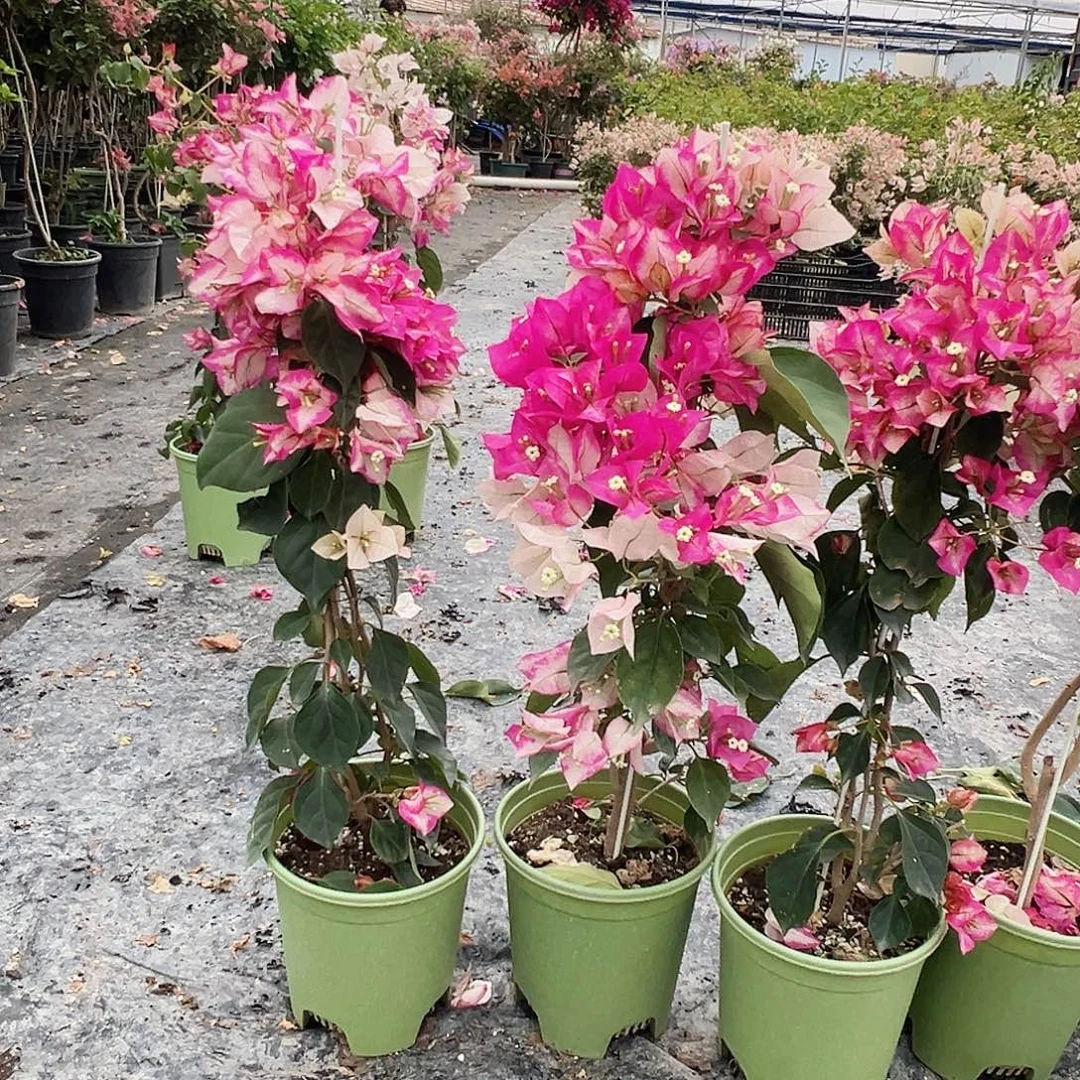 大部分花苞少量开放金娆带竹一颗