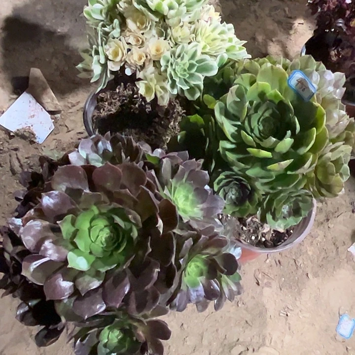 456多肉植物组合瑕疵特价，