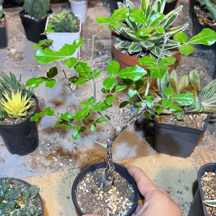 无花朵实生奥比克橄榄一物一拍