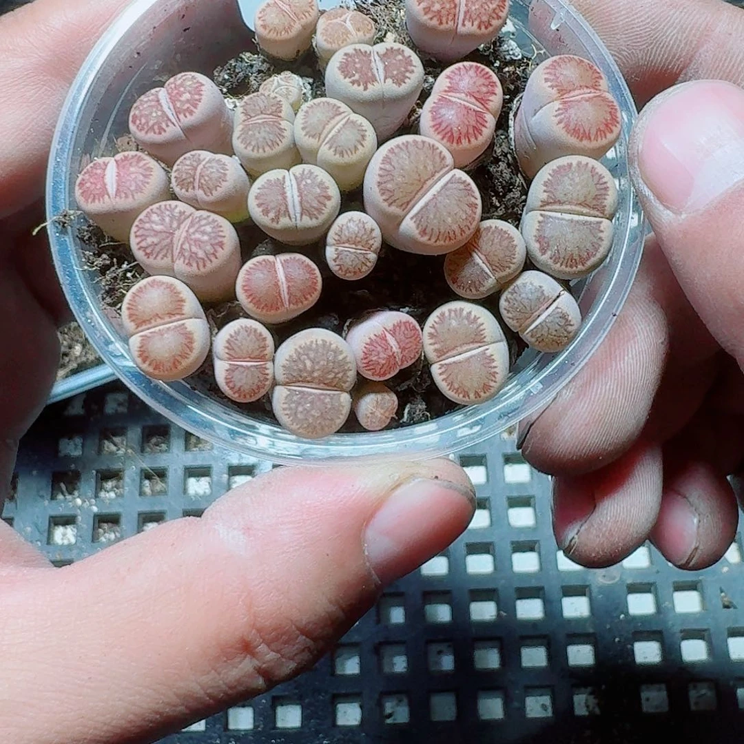 安***7195 多肉植物多肉植物