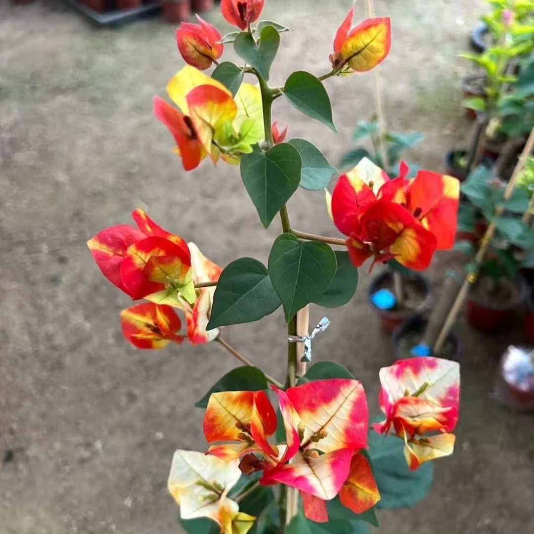 哪吒三角梅 原生袋苗包对版不包huo 无售后