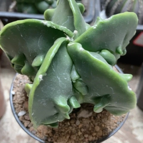 核桃五角25米仙人球