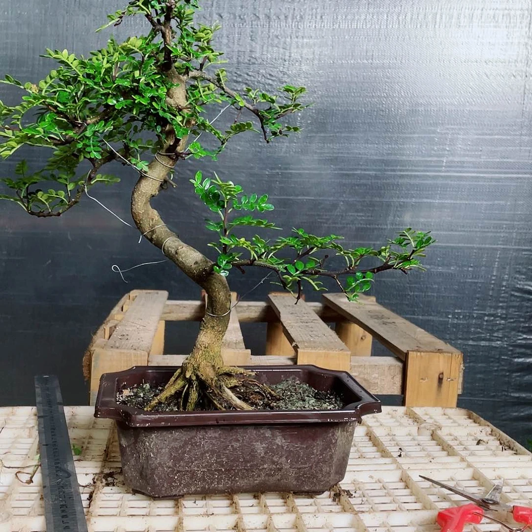 当前无花朵，栽培后可花朵整高40，造型胡椒木