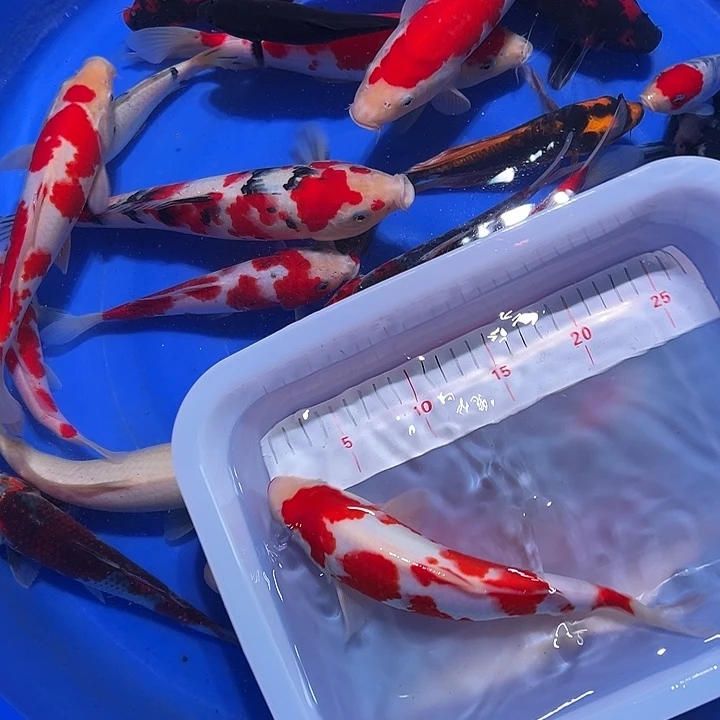 海水锦鲤的尾巴和尾巴