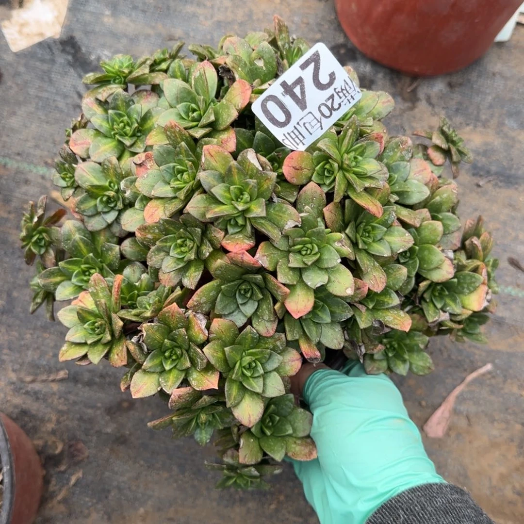 花茶240满20包邮断枝不包