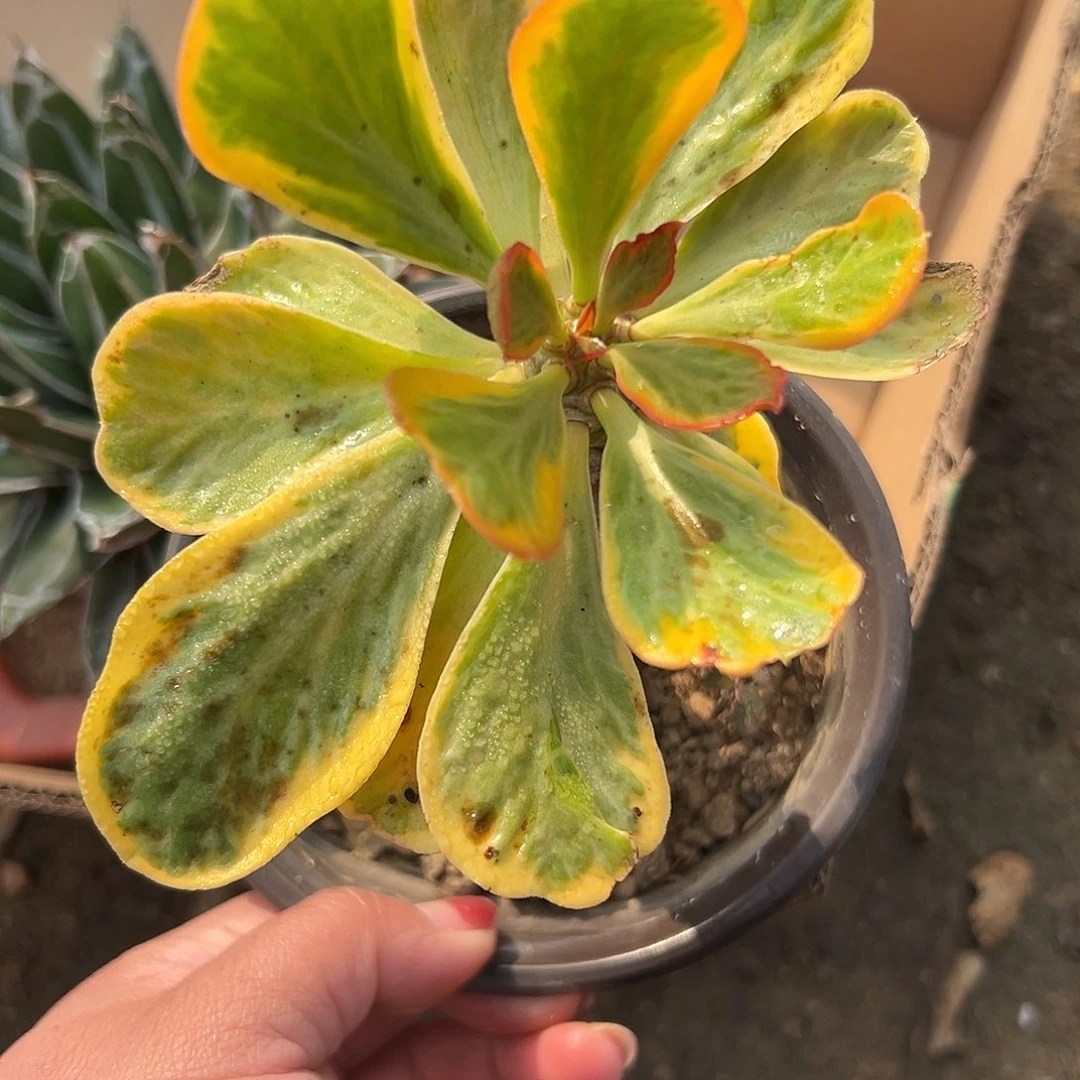 多肉植物多肉植物