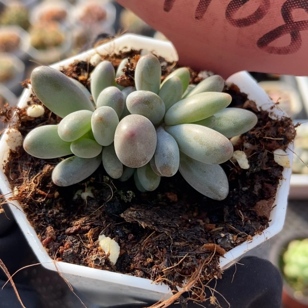 7108白兰地多肉植物