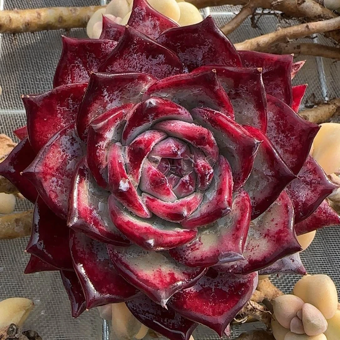 从前慢花园精选0201-红拉糖