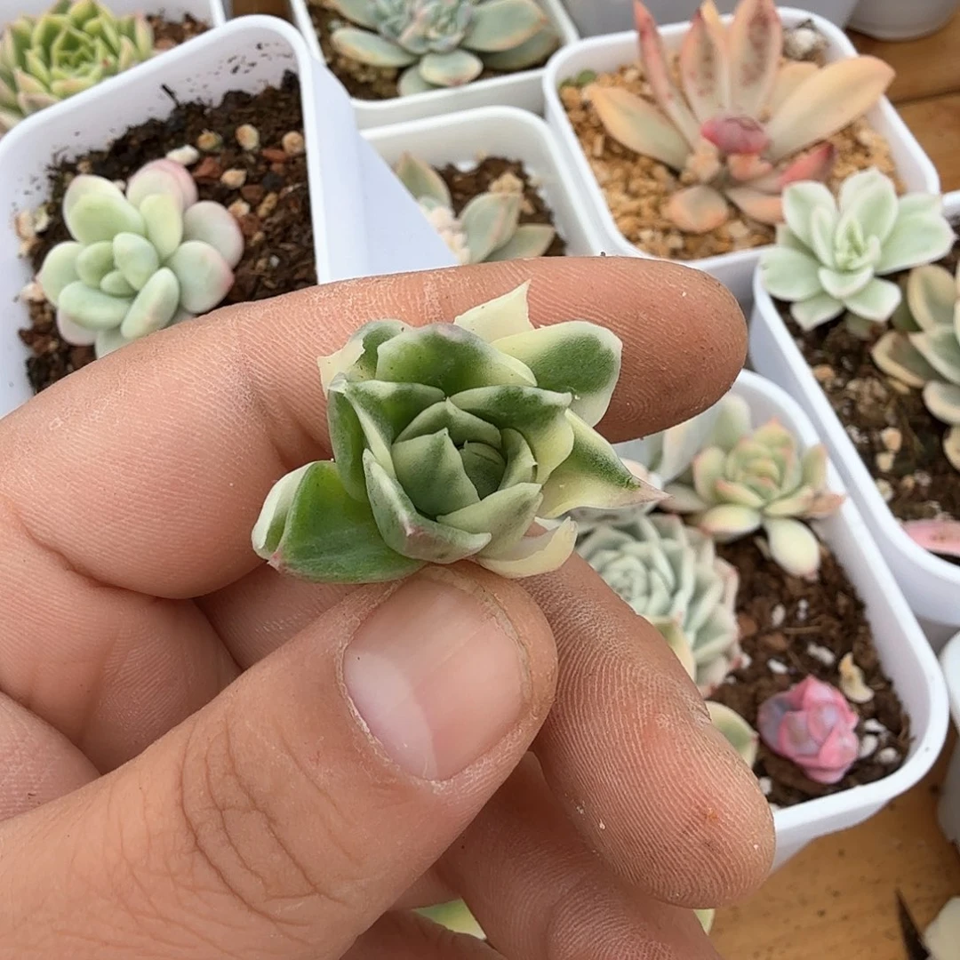 花*子海浪锦多肉锦多肉