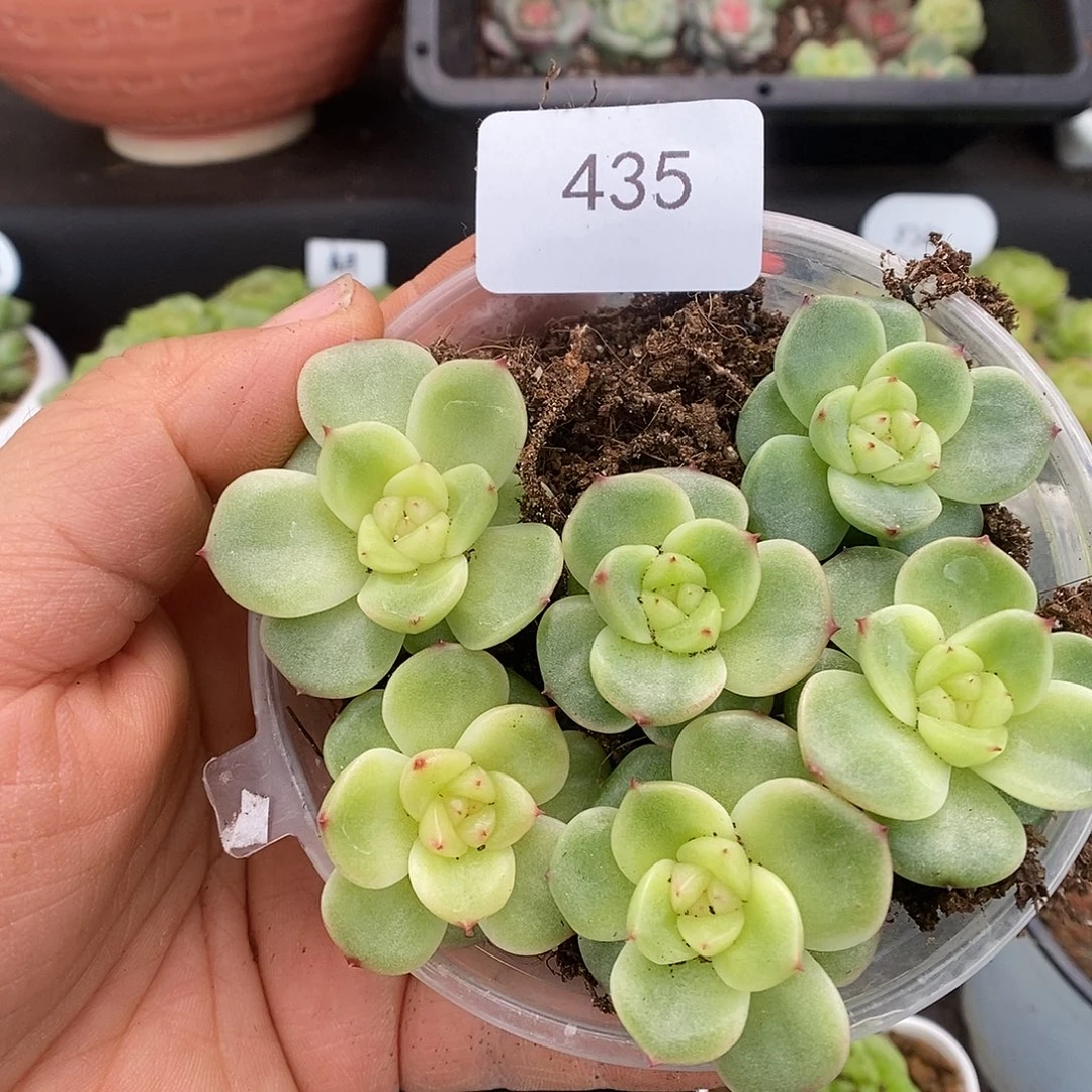 一物一拍一物一拍926-435