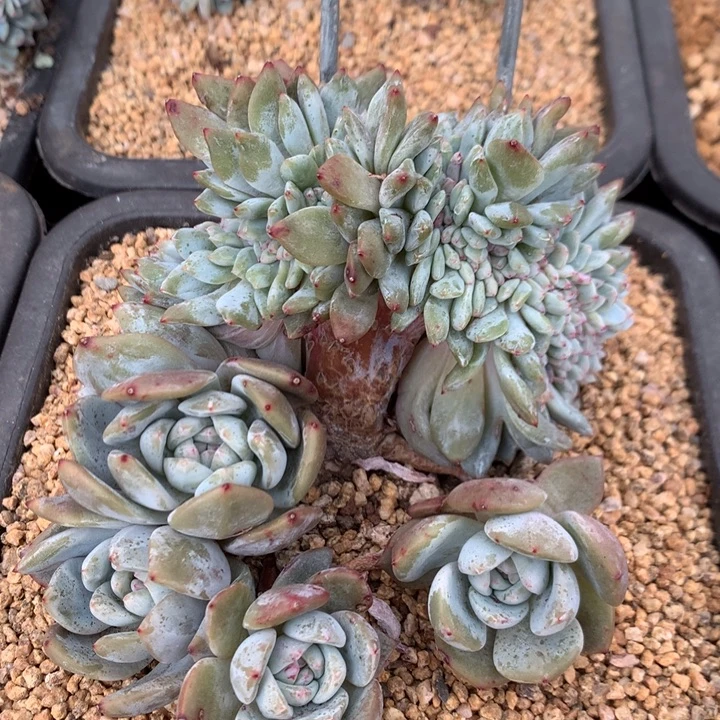 多肉植物星影缀化
