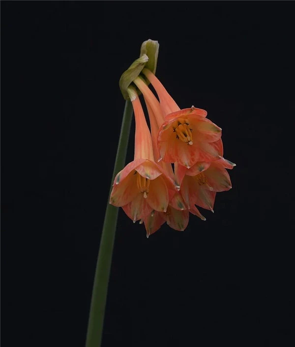 鲑鱼红细腰花Clinanthus variegatus（Stenomesson variegatum）