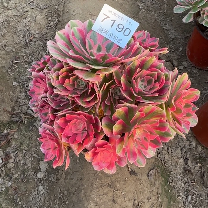 7190女巫多肉植物