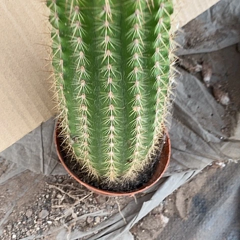 大毛花毛花26788745