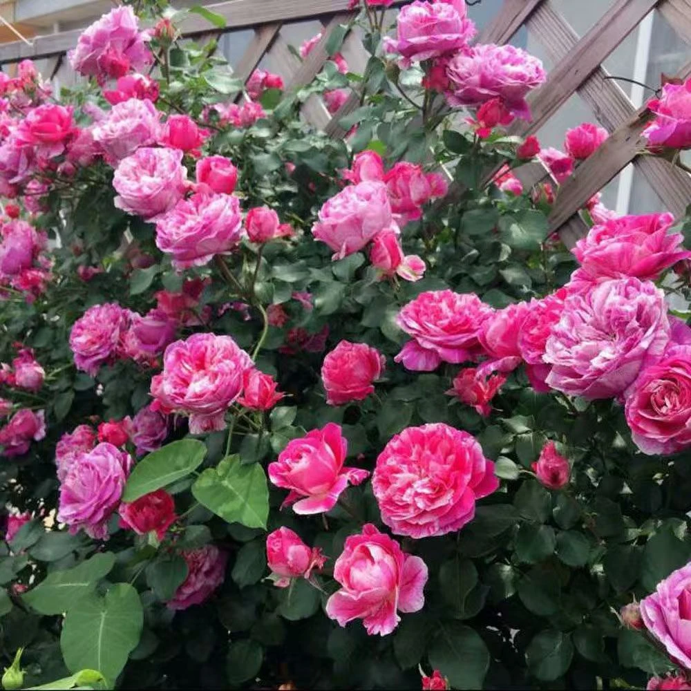 伊蕾莎斯特月季花苗无刺爬藤本月季花苗大花红色条纹庭院多季开花