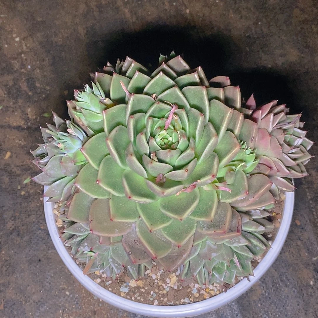 多肉植物绿钻大群