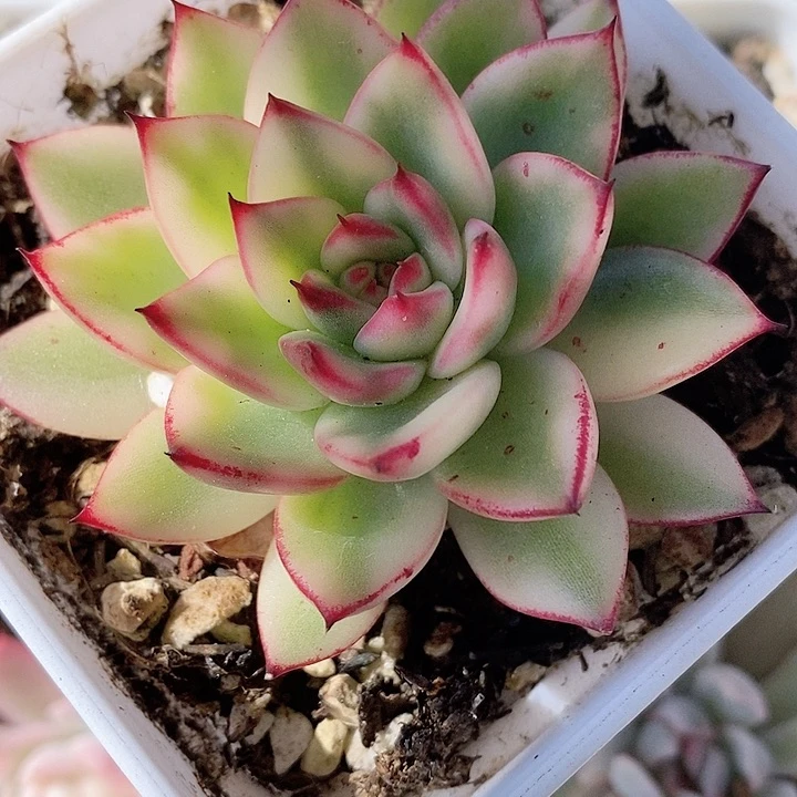 骑兵锦一物一拍，