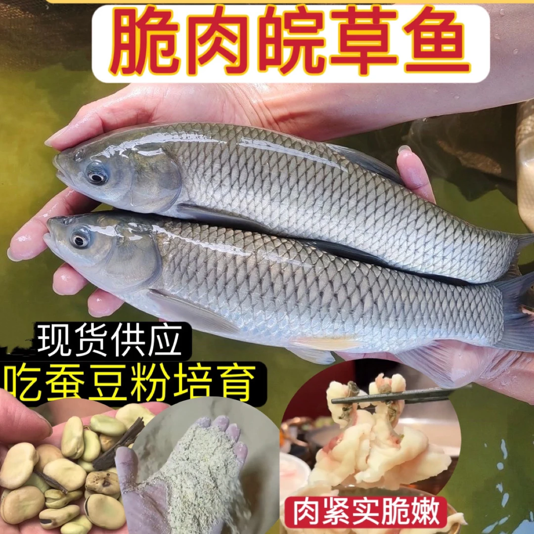 【正品保证】高品质脆皖草鱼皖鱼可食用鱼宠物鱼水族活体鱼