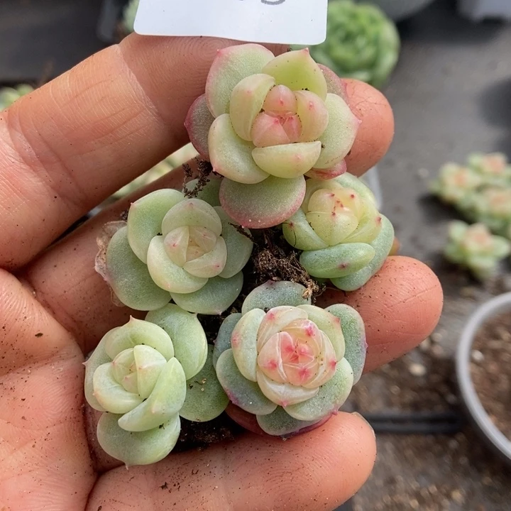 一物一拍一物一拍1110-685