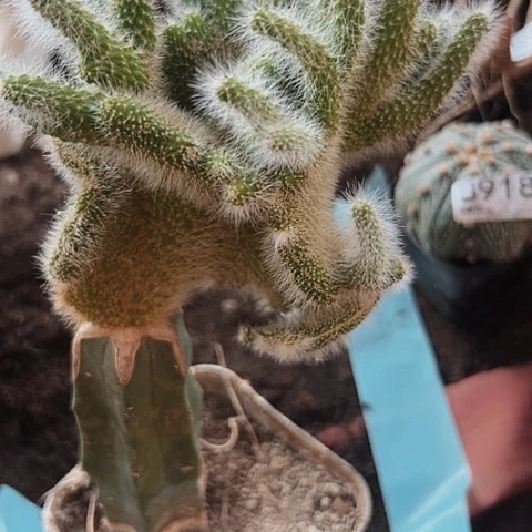 浅***）922仙人球福利大放送