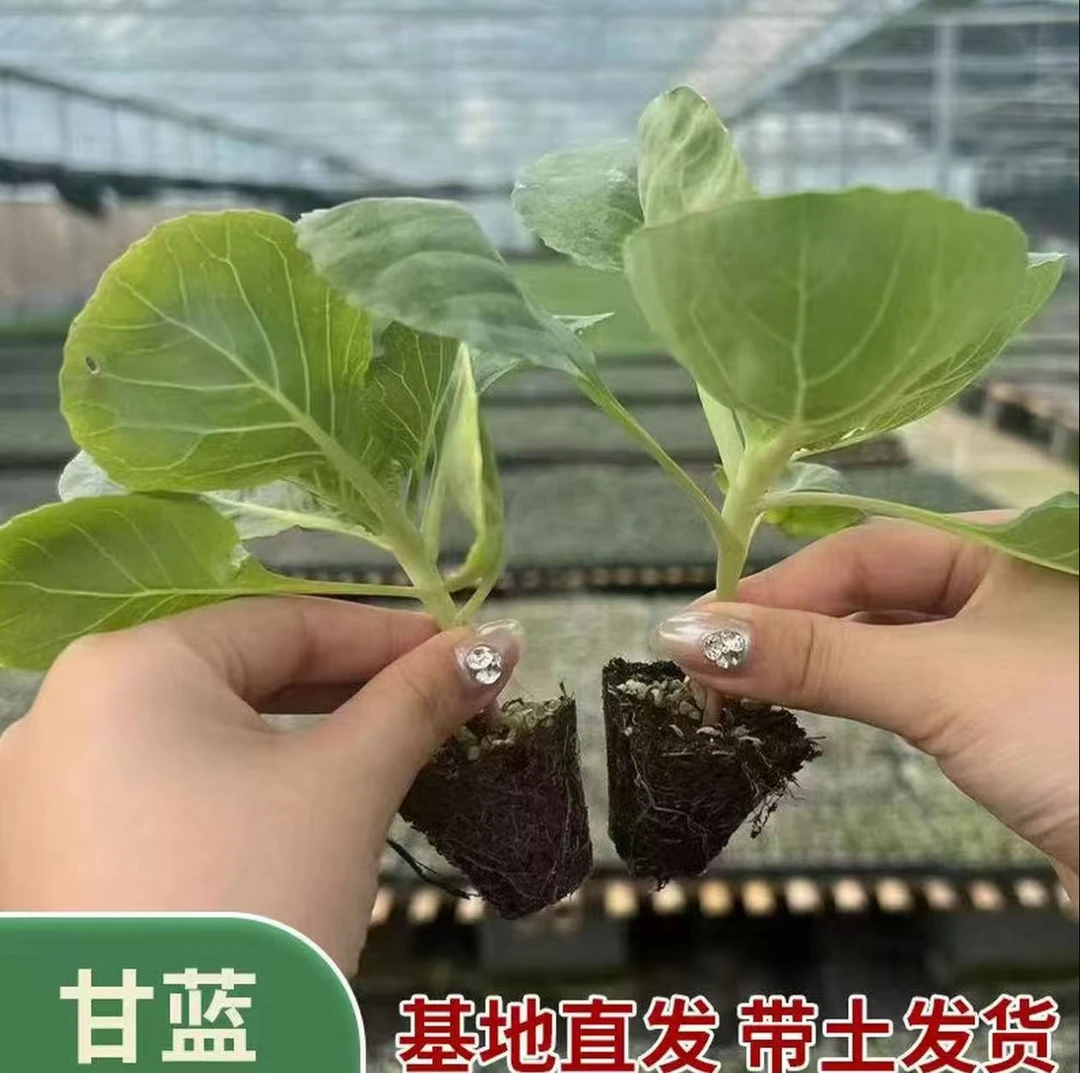 高产牛心甘蓝苗耐热耐寒可盆栽四季种植蔬菜苗