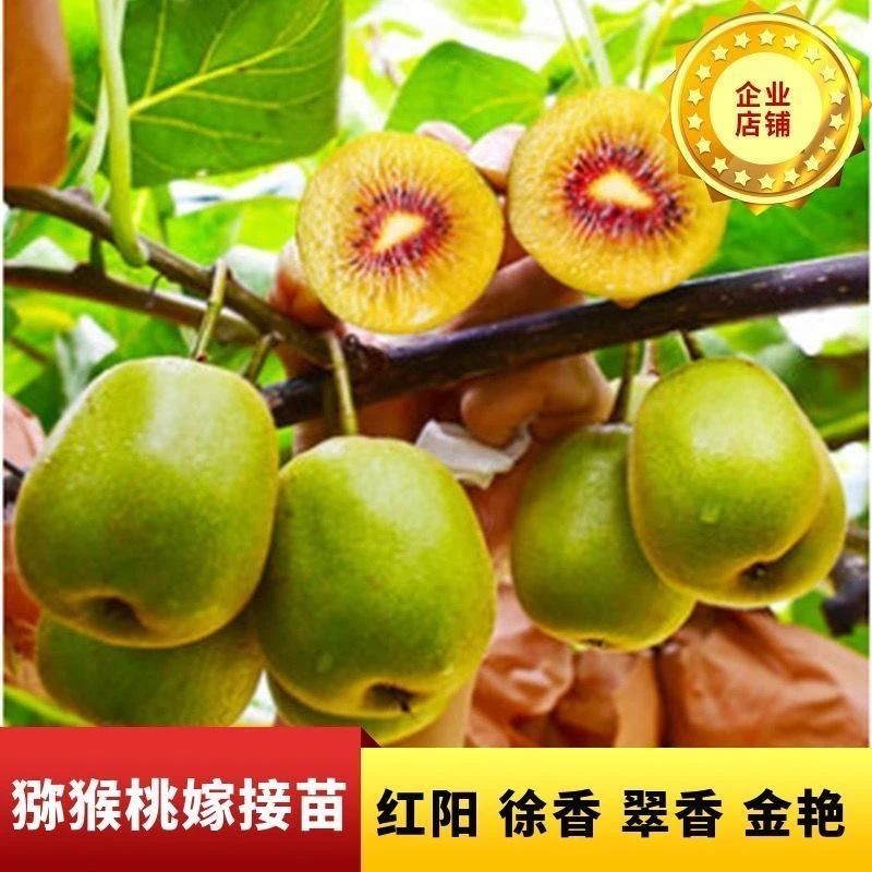 (杯苗)    四川苍溪红心猕猴桃树苗嫁接苗翠香果树苗红心黄心绿心