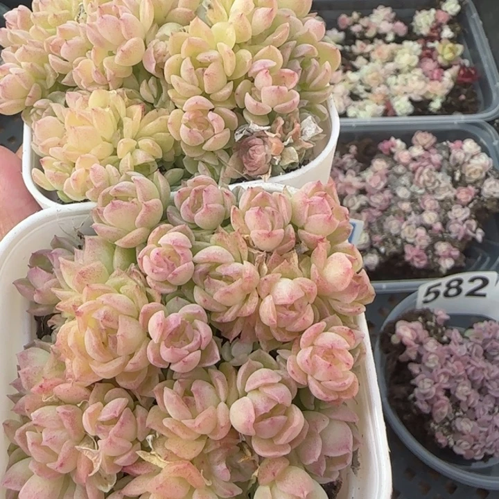 小脸多多粉冰三颗一组