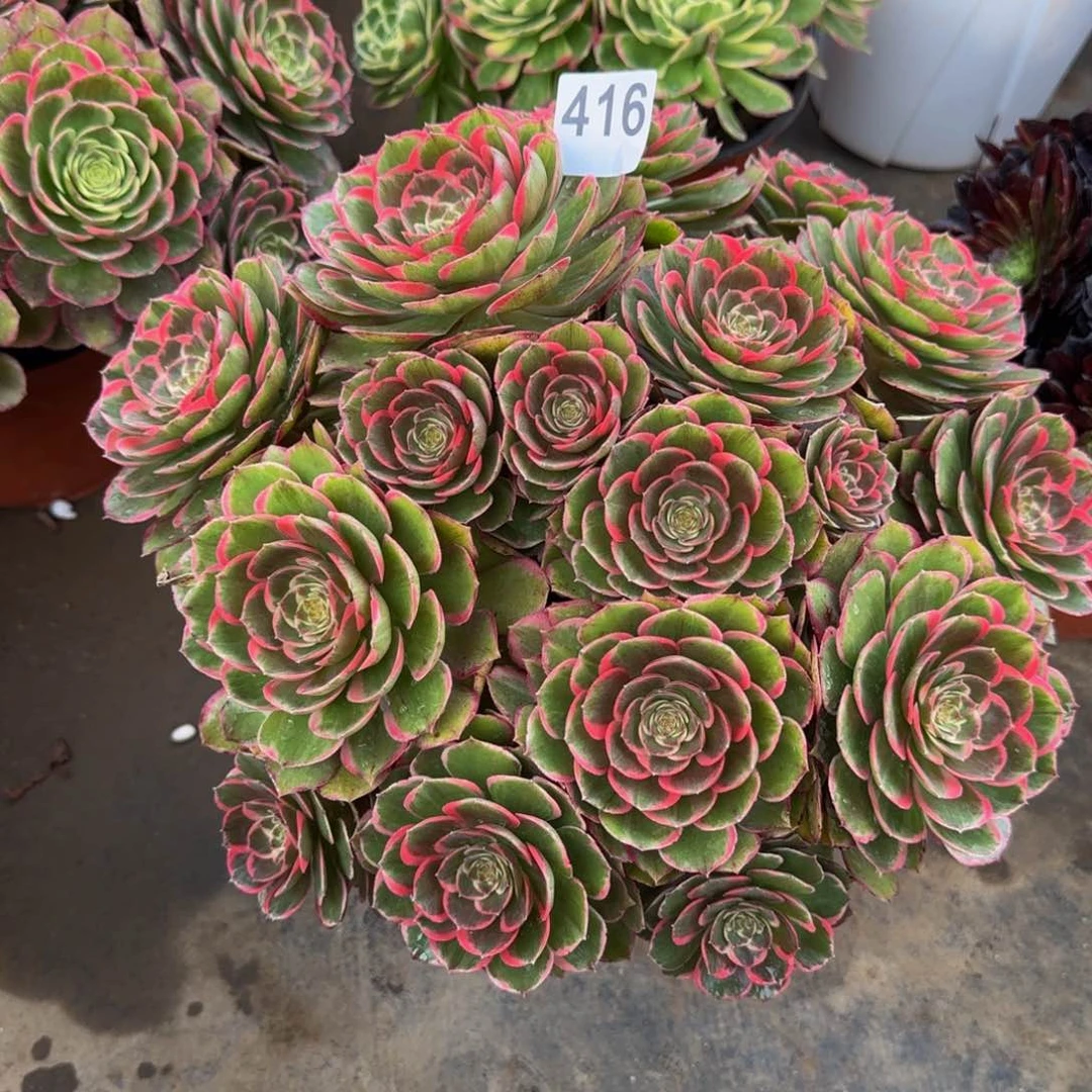 豆**爸粉花妖416