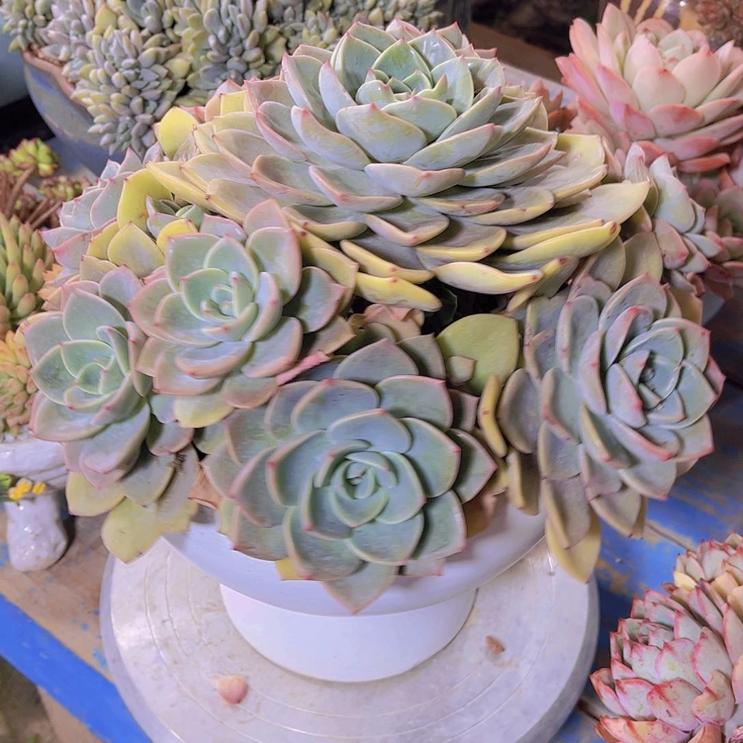 人***行多肉老桩多肉老桩