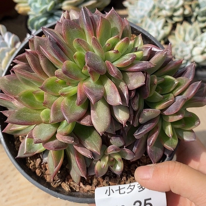 记得拍冷链紫薇追35