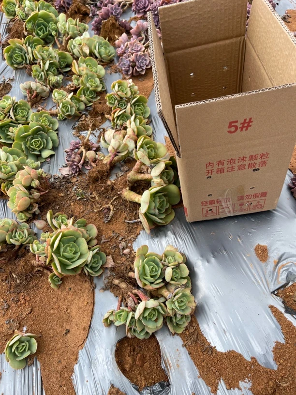 精品多肉老桩碧桃散装一箱