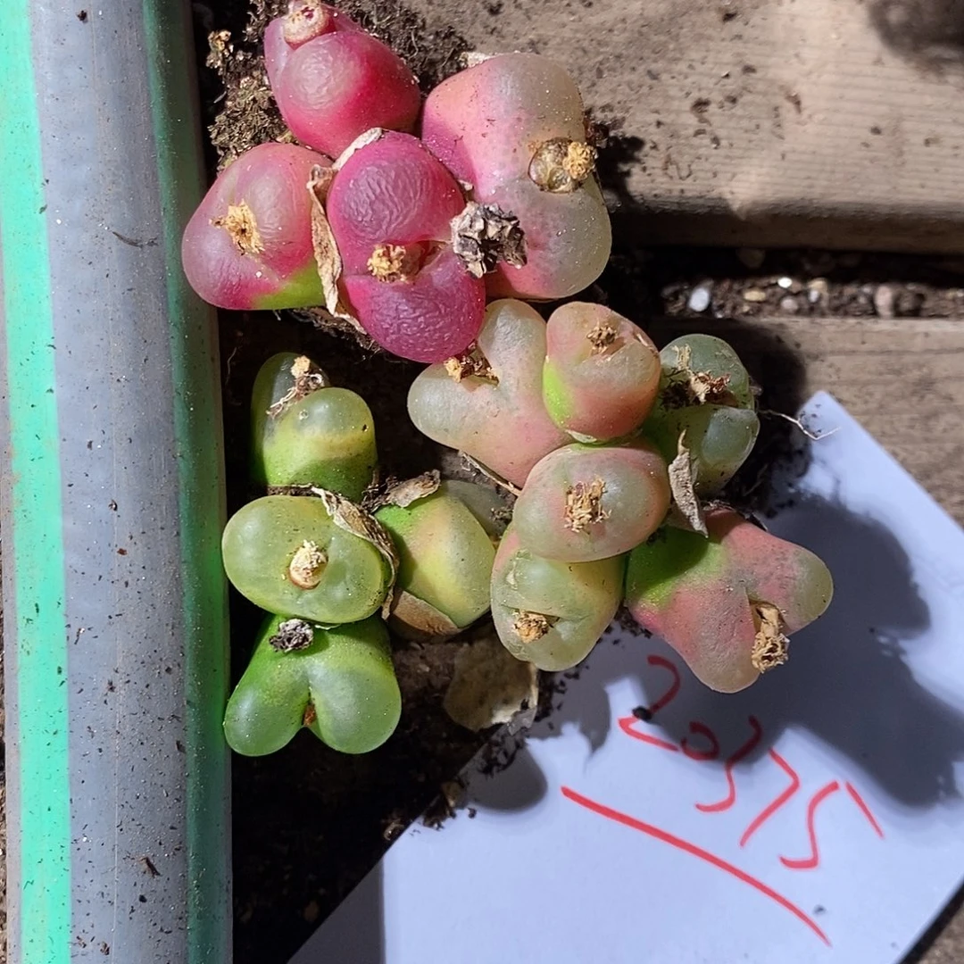 20375。  一组福利群生蟠桃。