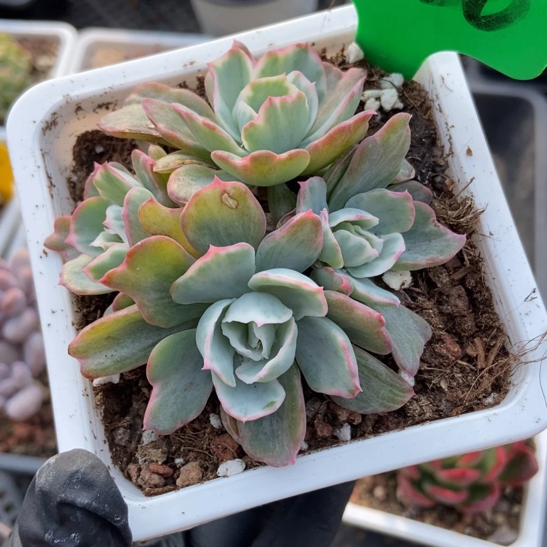 820伯克利锦多肉植物
