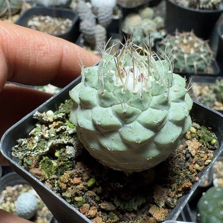 665菊水仙人球脱土发货