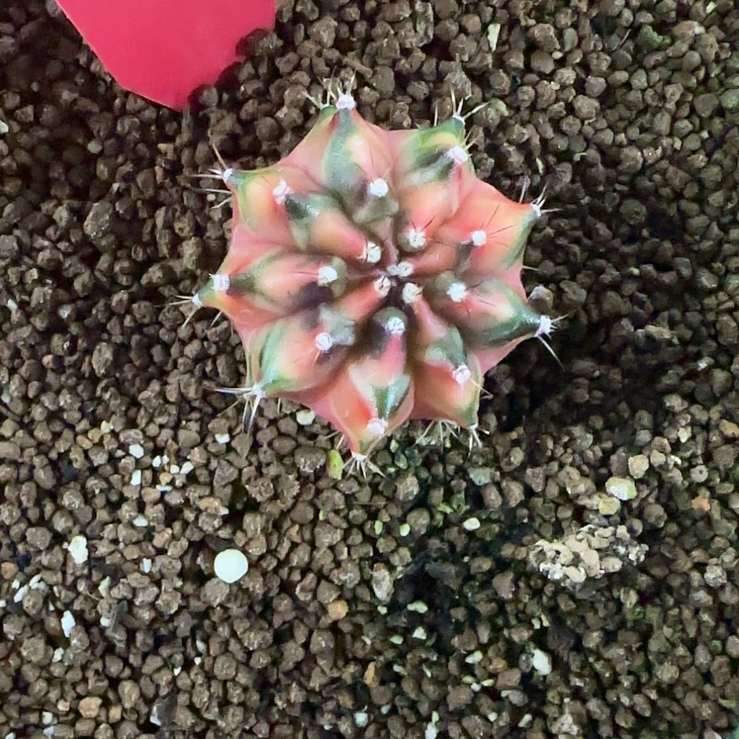 L709-1220泰国发货 npc