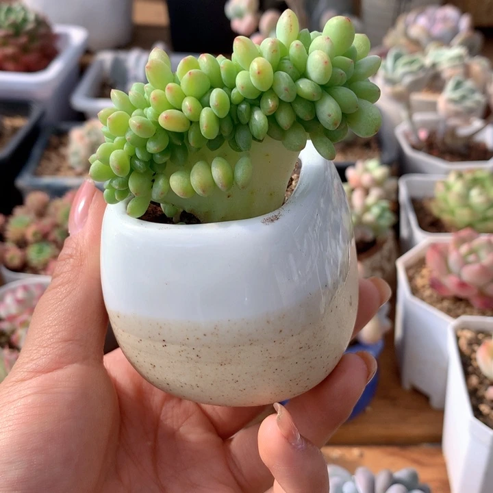 精控香格里拉缀化多肉