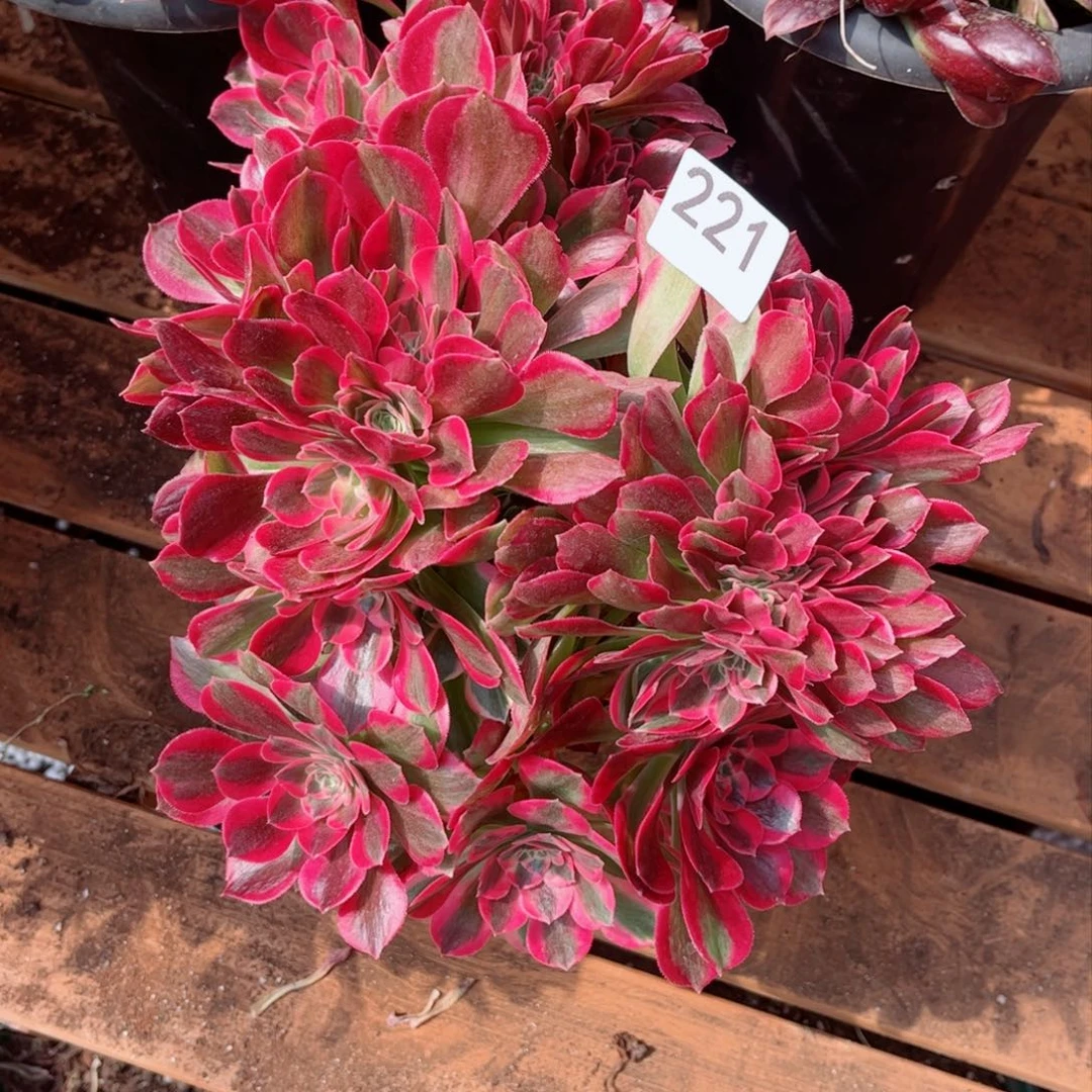 忆*多肉植物221女郎