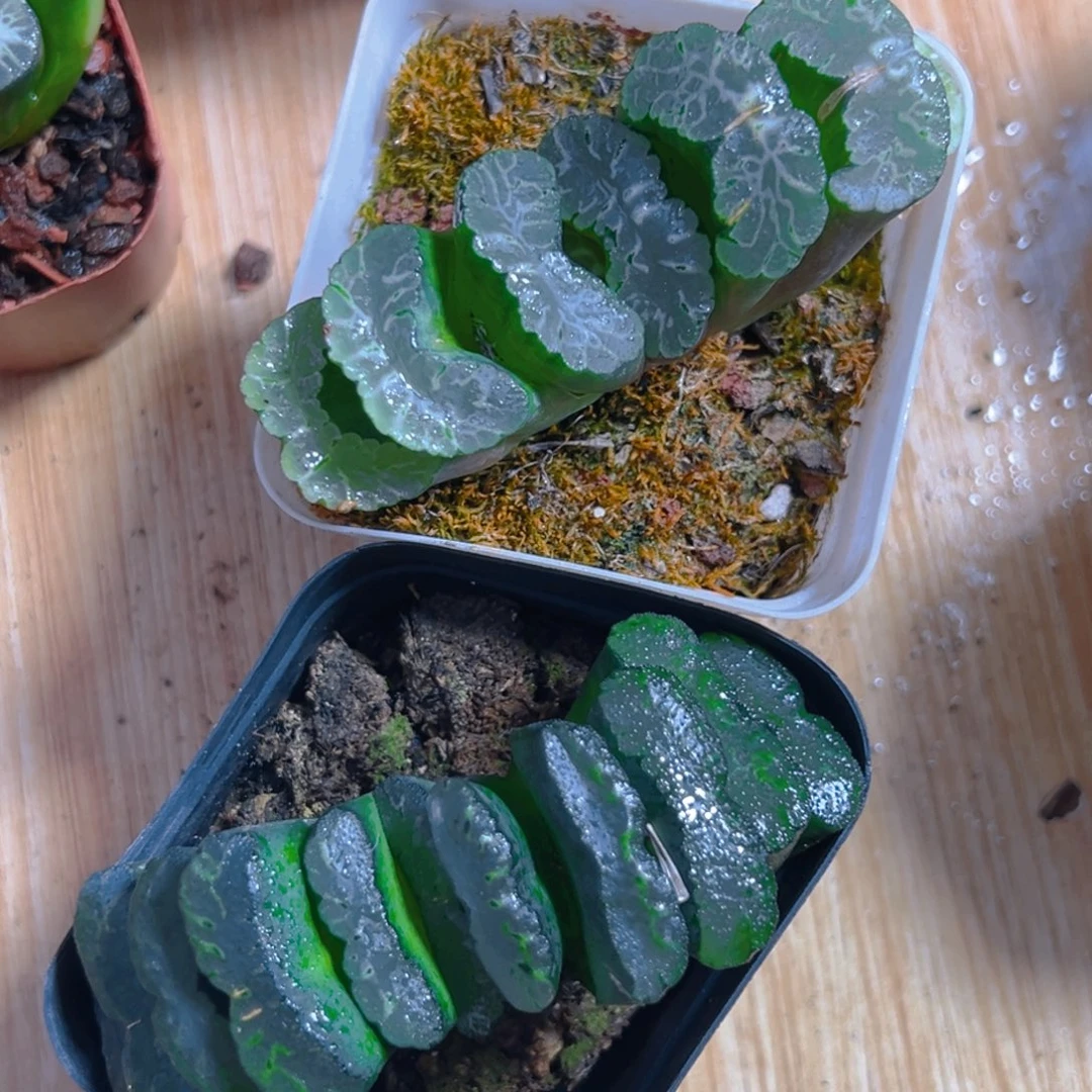 玉扇多肉多肉多肉一颗