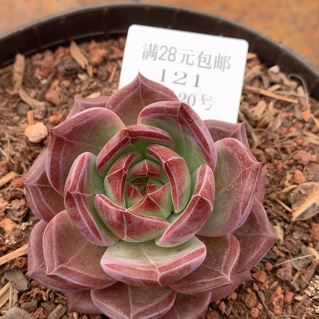 【闪购商品】云121号七厘米