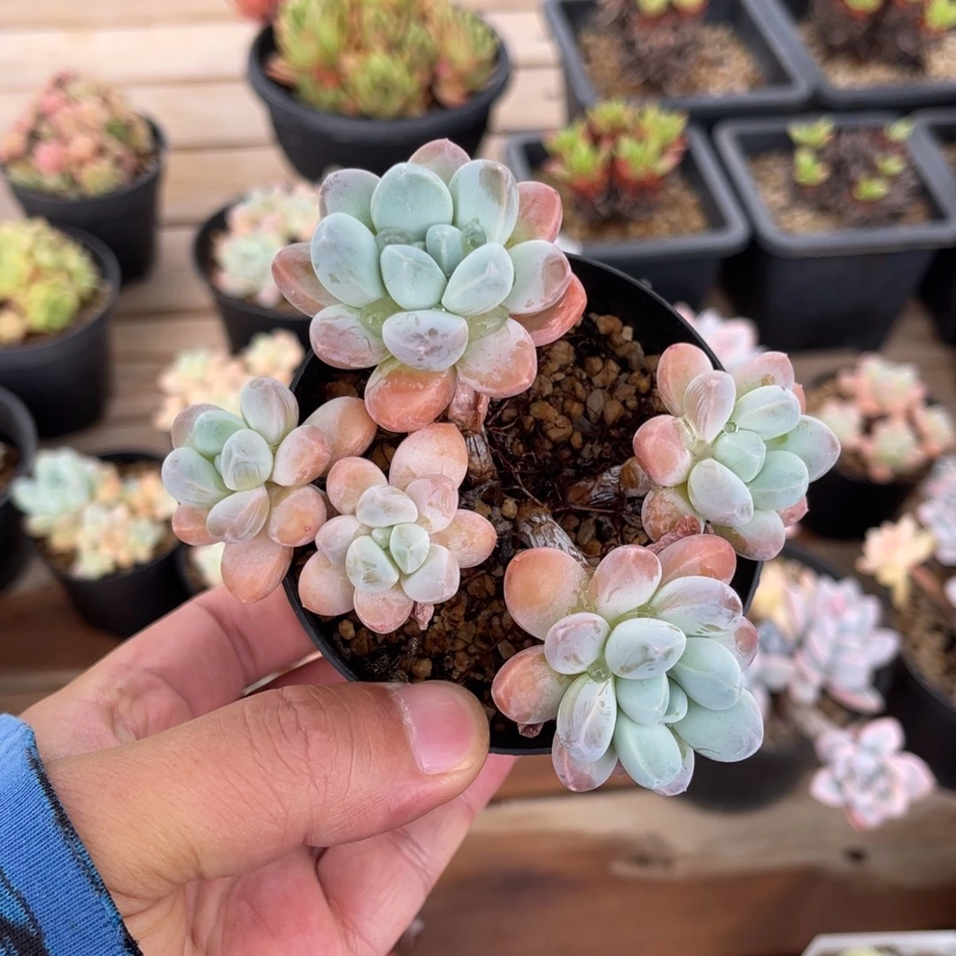 香水奶一物一拍满68包邮