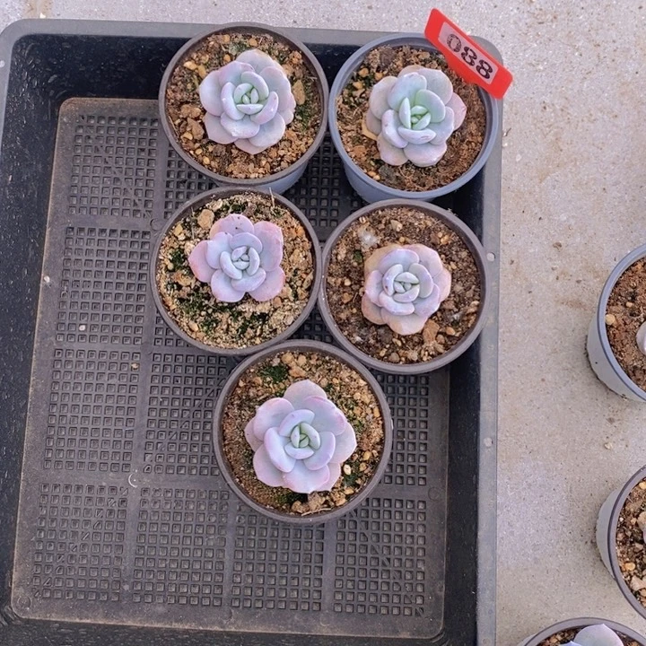 扣**橙088号奶茶5到6厘米5颗