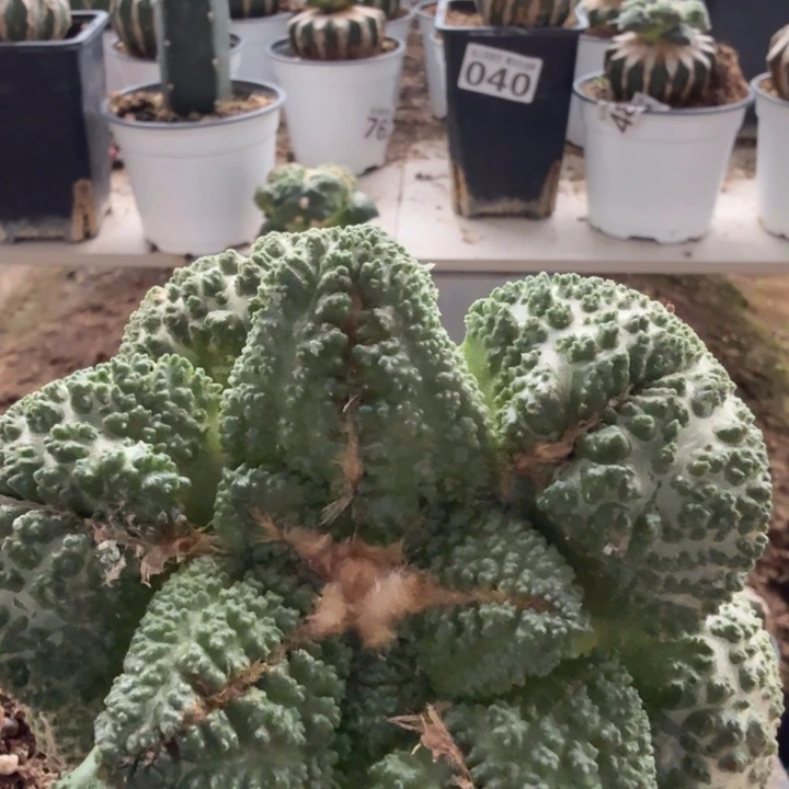 福***无花朵026黑斯拉牡丹母本