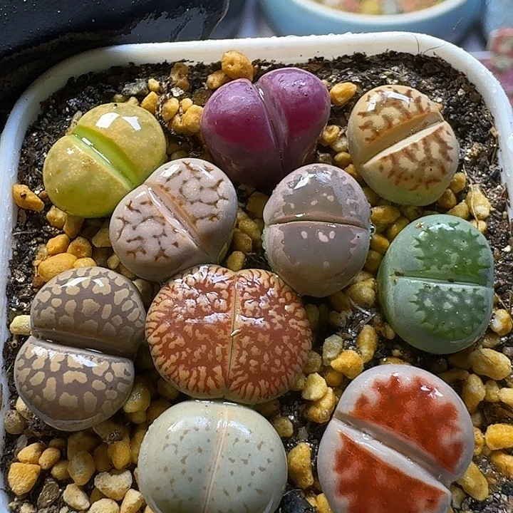 生石花23:：，带。 3号