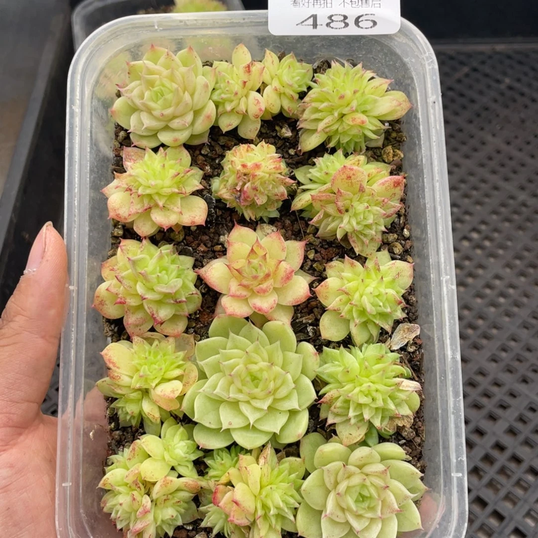 云糖心多肉植物486